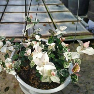 Thằn lằn... giống mới