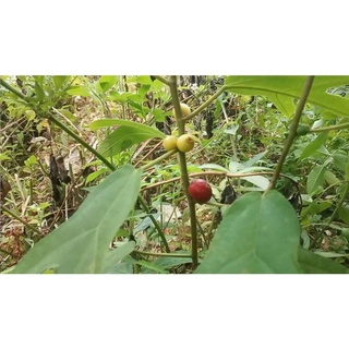 01/2kg Cây Vú Bò Khô Nhà Làm 981SP