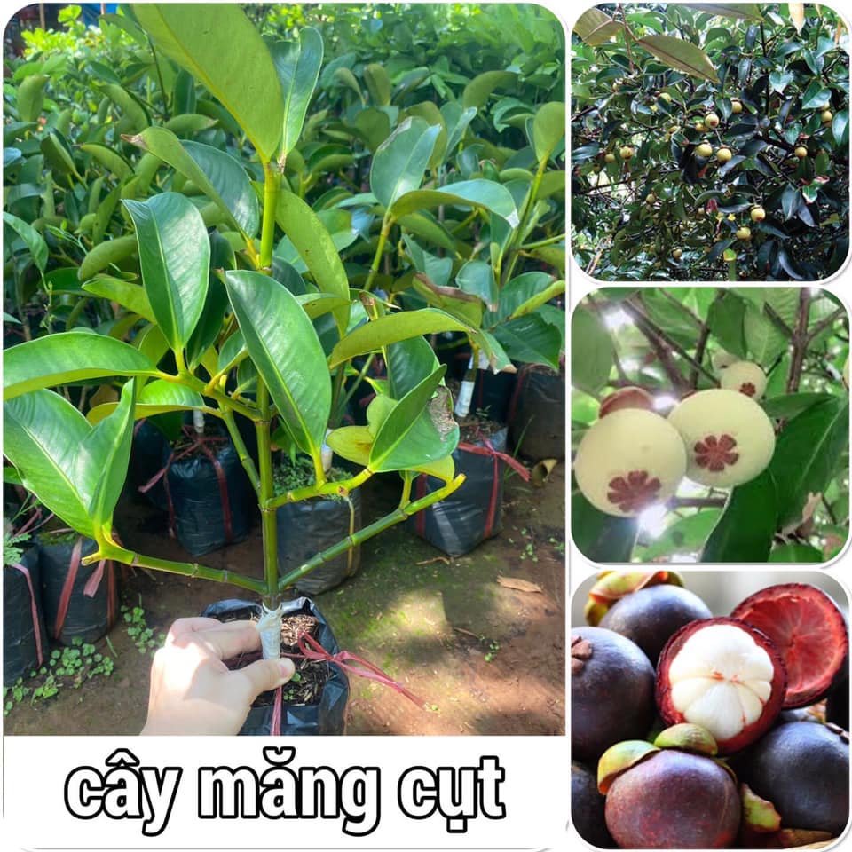 Cây măng cụt cao 35-50 cm cây cao 60-70cm mua 5 cây tặng 1 cây (ảnh thật hình cuối)