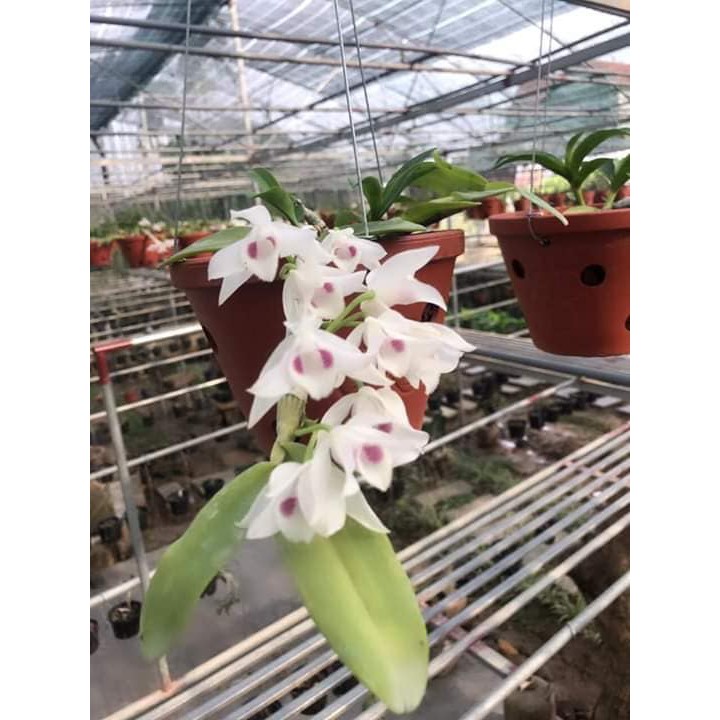 Hoa lan trầm 5ct