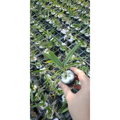 Hoa lan Vũ nữ Peru trưởng thành sắp hoa