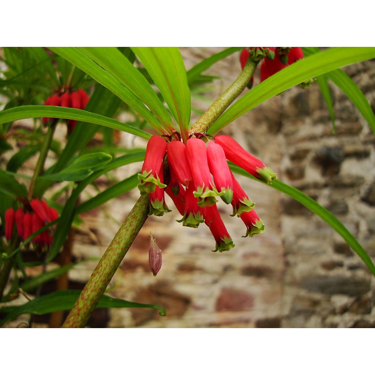 Hạt Giống Cây Hoàng tinh hoa đỏ KNS9 - Gói 10 hạt