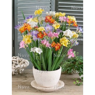củ giống địa lan Nam Phi chơi Tết