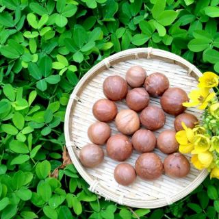 1kg Mác ca tươi mới hái nhà trồng