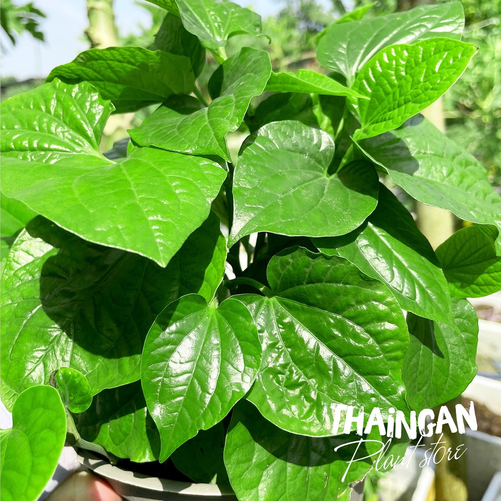 Cây Lá Lốt, Rau Sạch Vườn Trồng - Vườn Ươm Thái Ngân