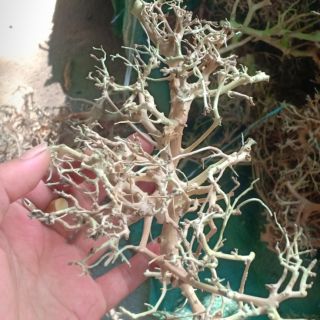 Xương chùm, rễ rừng ghép layout thủy sinh