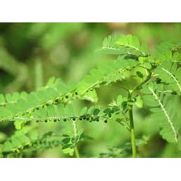 Diệp Hạ Châu khô 1kg