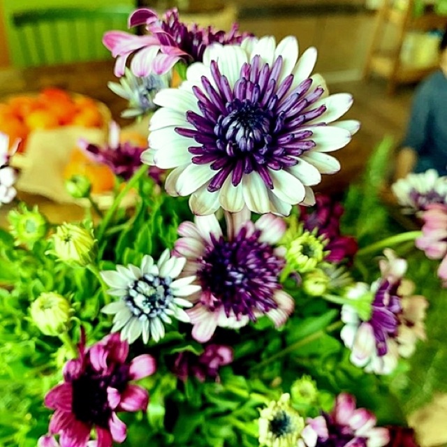 Hạt cúc nam phi siêu đẹp