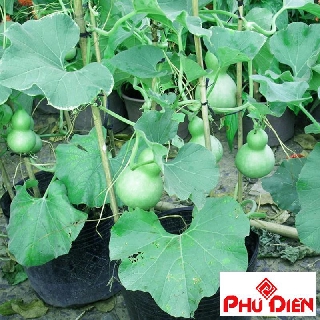 10 hạt giống bầu hồ lô mini  PHÚ ĐIỀN