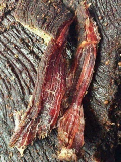 Thịt khô
