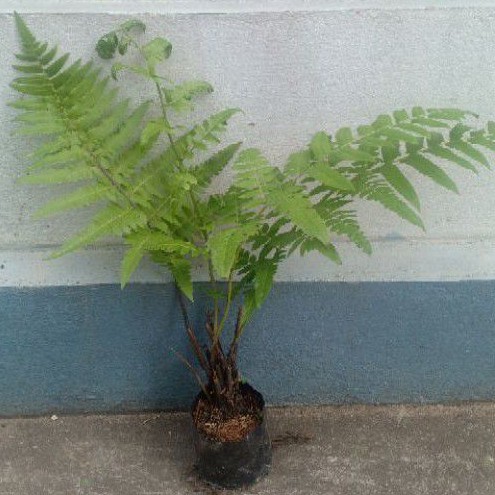 củ dương xỉ