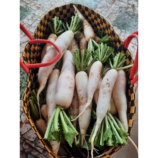Củ cải trắng hữu cơ