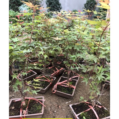 Cây giống Phong Lá Đỏ bonsai đã thuần khí hậu Việt Nam