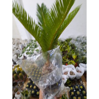 Cây Thiên Tuế Mini ( để bàn )