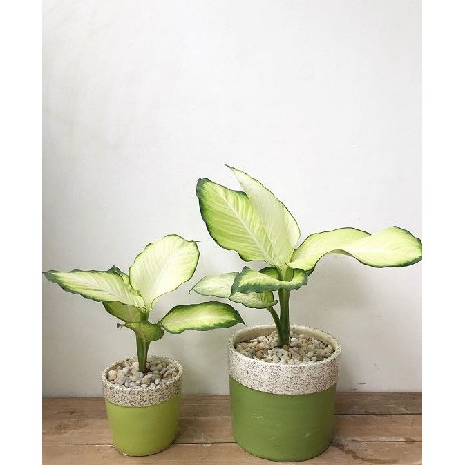 CÂY THIÊN HOÀNG ,, phong thuỷ để bàn mini GIÁ RẺ, lọc không khí, Cây Tươi Nguyên CTN0110