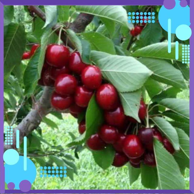 Hạt giống Anh Đào Mỹ (Cherry) .