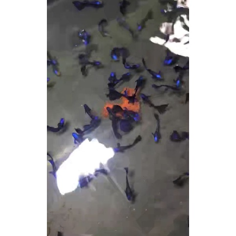 1 kg lá bàng khô cắt sợi