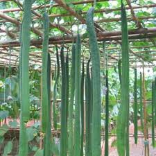 HẠT GIỐNG MƯỚP RẮN
