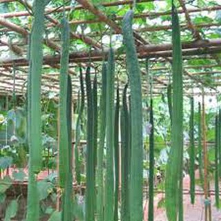 HẠT GIỐNG MƯỚP RẮN