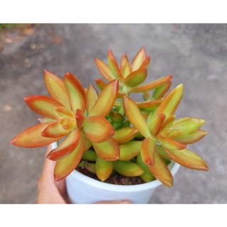Sen đá Cam - Hư 1 đổi 1- Cây cảnh trang trí- HOA ĐÁ shop