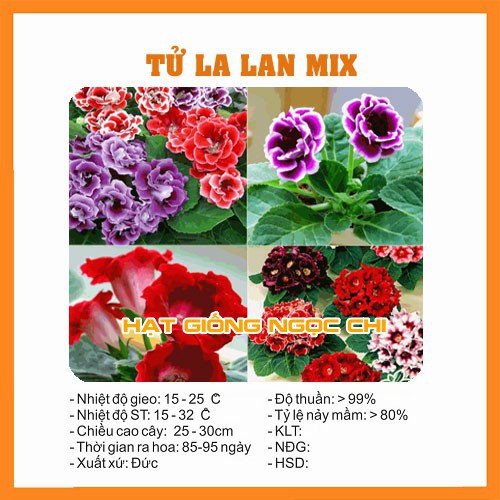 Hạt Giống Hoa Tử La Lan - 5 Hạt