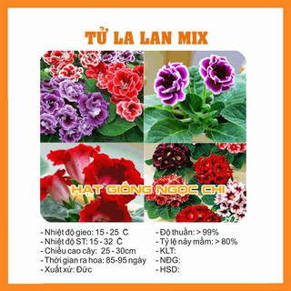 Hạt Giống Hoa Tử La Lan - 5 Hạt