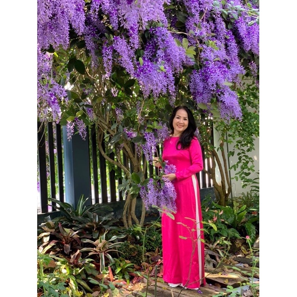 CÂY GIỐNG MAI XANH THÁI LAN chuẩn Thái xịn