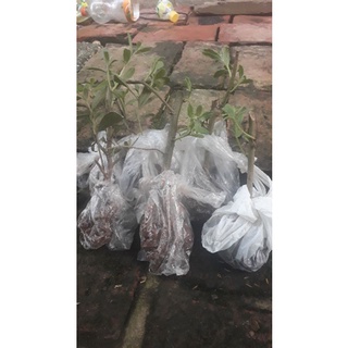 1kg cúc tần tươi