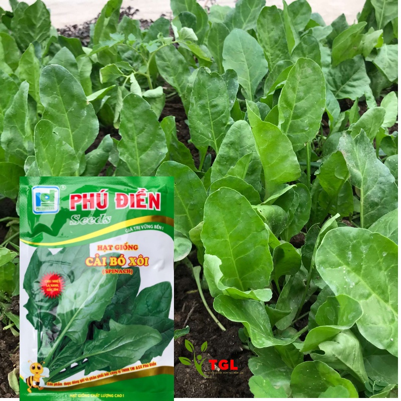 Hạt Giống Cải Bó Xôi Phú Điền, Rau Bina, Rau Chân Vịt, hạt giống rau củ quả, Chịu Nhiệt, Lá Xanh, Gốc Tím - Gói 20 gram