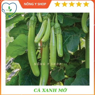 Túi zip 20 hạt hạt giống cà xanh mỡ rạng đông rado 74