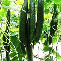 Dưa leo Nhật chịu nhiệt SUMMER