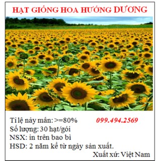 Hạt giống hoa hướng dương cao