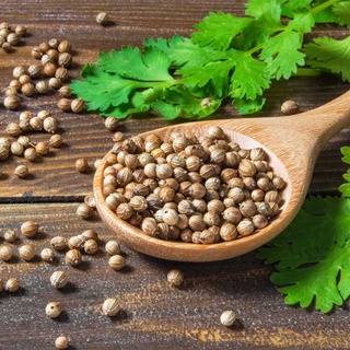 (GÍA SỈ) [Gói 20g] Hạt giống Rau Ngò Rí (Rau mùi)