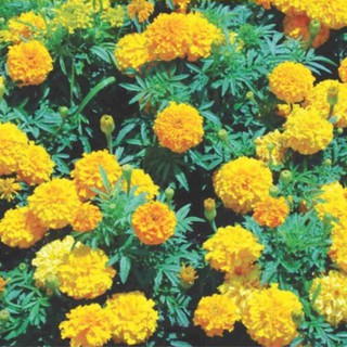 Hạt giống hoa Vạn Thọ Pháp VTP89 | Vạn Tín Store