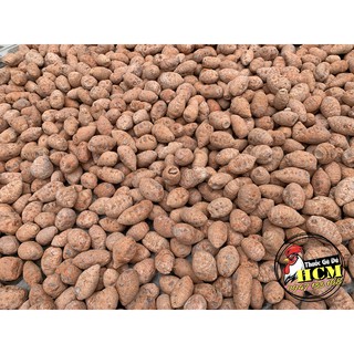 Củ Nghệ Đỏ (Nghệ Xà Cừ) Cho Gà Đá Cao Cấp