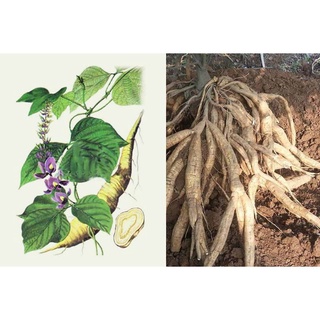 2 bầu cây giống sắn dây- lấy củ làm bột sắn dây