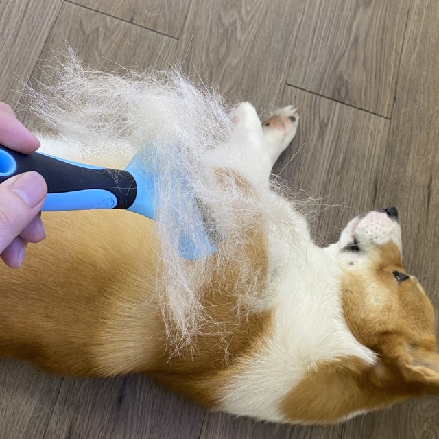 Lược chải lông chó corgi mượt, bám nhiều lông, êm ái cho bé