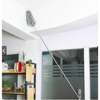 Cây Lau Bụi Trần Nhà