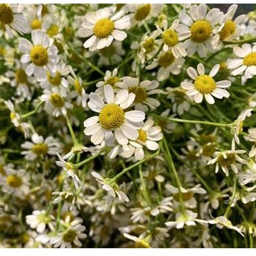 50h Hạt Giống Cỏ Thơm Feverfew Cúc TANA Trị Đau Nửa Đầu
