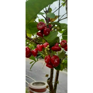 Cây giống mận hoàng yến, cây ghép siêu sớm ra hoa, cây đẹp được kiểm tra hàng