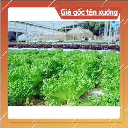 [ Hạt Giống Xịn ]  100H - Hạt giống Xà lách Ice Hà Lan