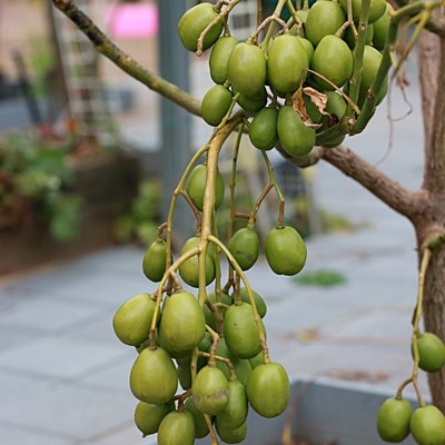 CÂY CÓC THÁI LÙN GIỐNG KHỎE MẠNH ĐÃ CÓ HOA