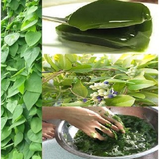 Combo 3 gói Hạt giống sương sâm lông (TẶNG gói kích thích hạt nảy mầm)