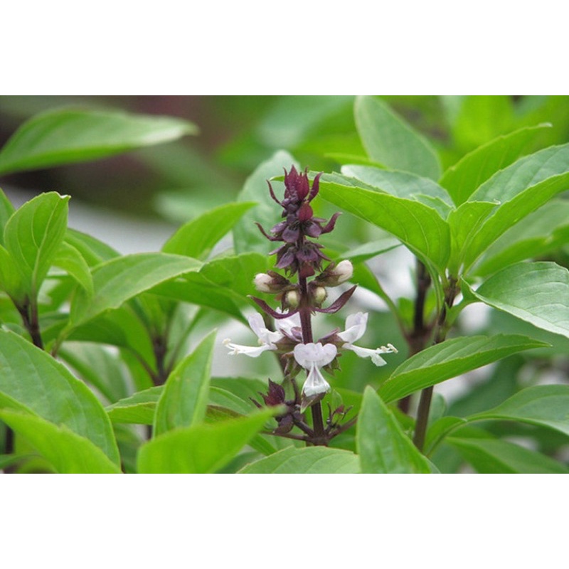 Gói hạt giống rau quế, sinh trưởng khoẻ, năng suất cao