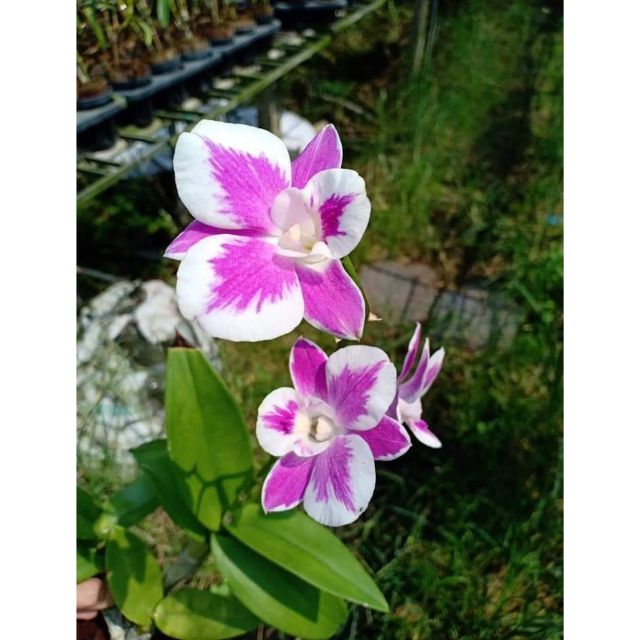 Lan denro Chớp 10% ( cây cao 15cm)