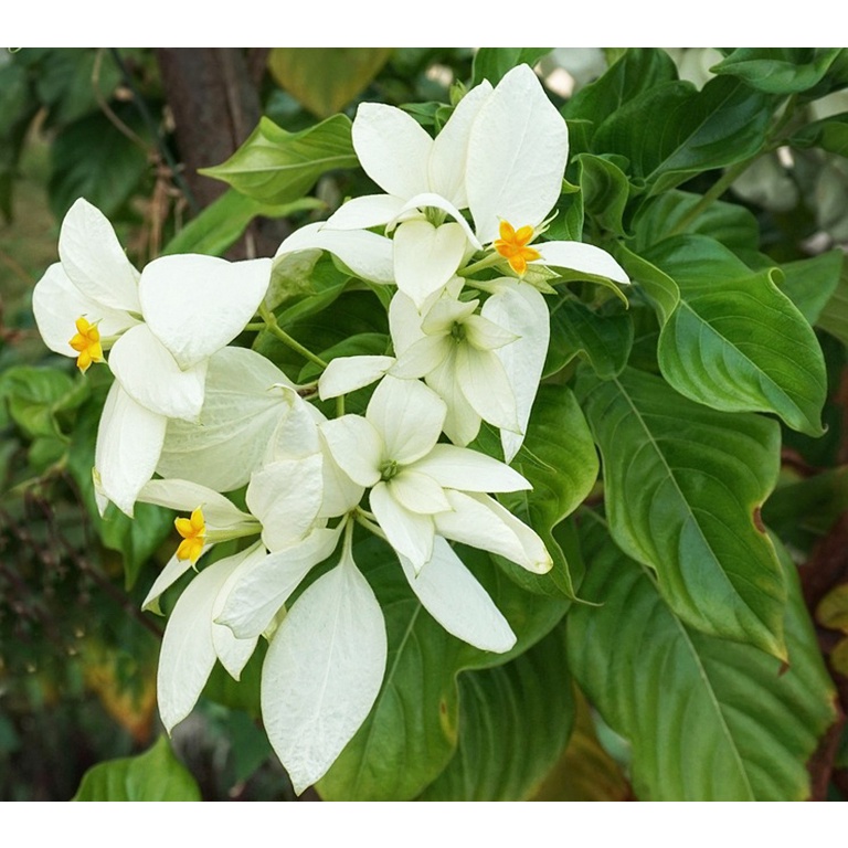 Cây Bướm Bạc - cây cảnh để bàn