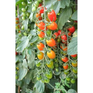 Hạt giống Cà chua Cherry