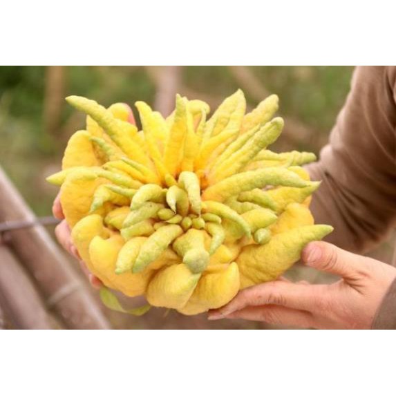 Cây giống phật thủ (cây chiết) + Tặng (0,3kg) phân hữu cơ cao cấp