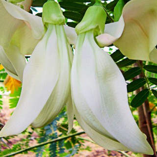 Hạt giống So đũa gói 2gr