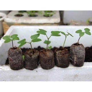 Hạt Giống Bí ngòi xanh